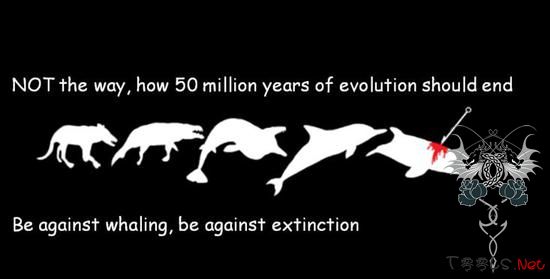 黑客入侵冰岛政府网站 抗议商业捕鲸