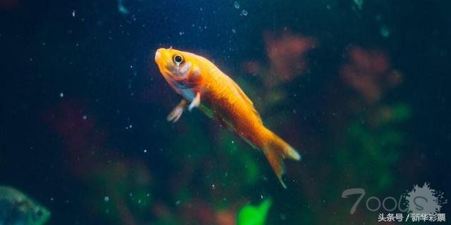 黑客通过智能鱼缸进入赌场